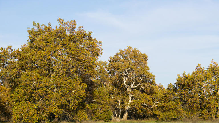 Before you cut it down: 22 types of trees that are actually legally ...