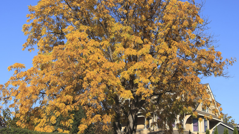 A large black walnut tree growing in a yard