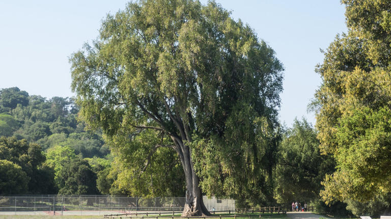 Before you cut it down: 22 types of trees that are actually legally ...