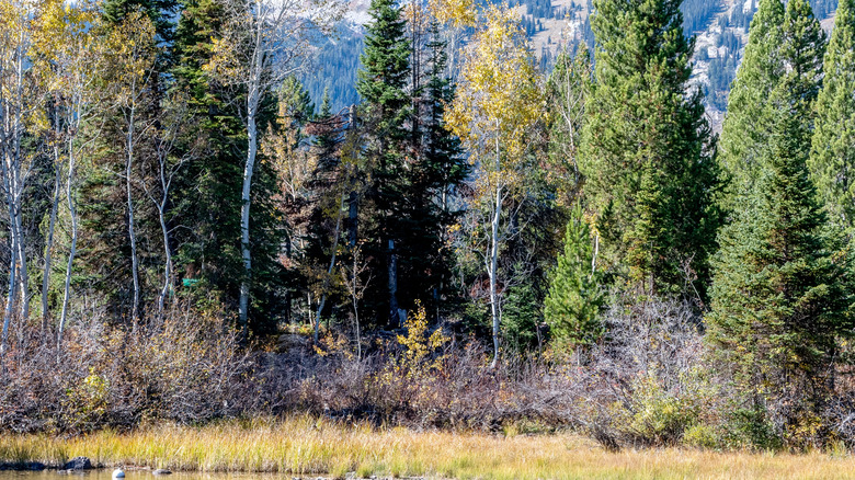 Different varieties of pine trees standing guard beside a lake
