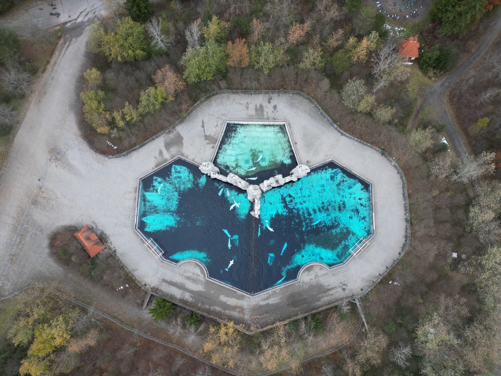 Down-to-the-wire rush to save 30 majestic beluga whales stuck at shuttered theme park since 2024