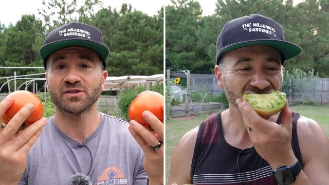 Eastern US gardener grew 200 tomato varieties, says these 6 giants are the best
