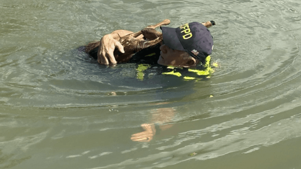 Boone County Firefighters rescue stranded fawn, reunite it with its mother