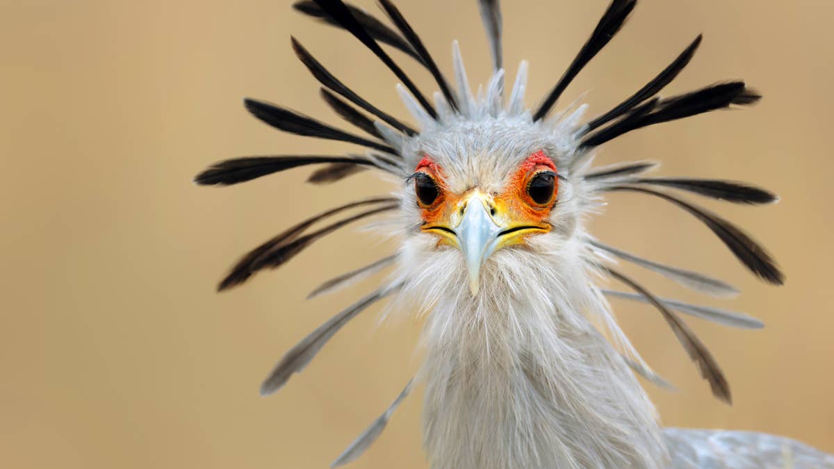 This African raptor looks more like a runway model than a predator