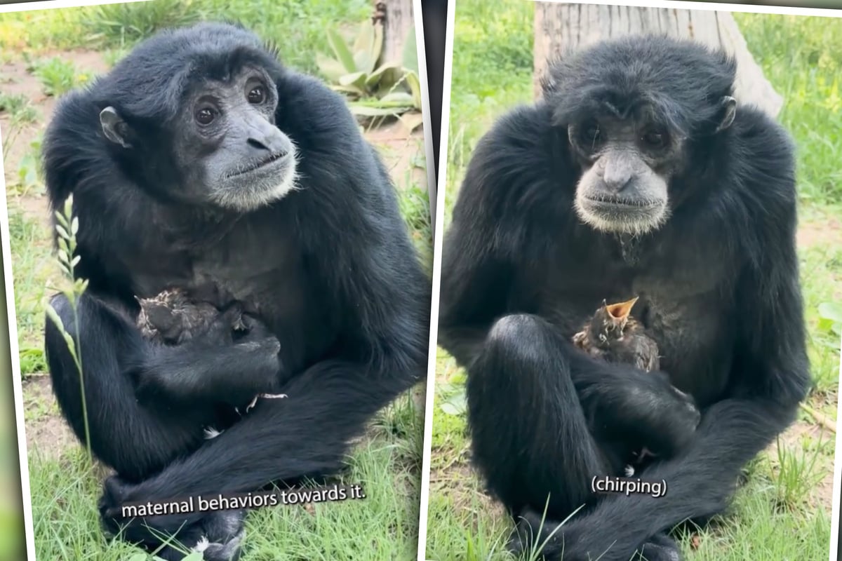 Siamang Eve didn't want to let go of the little robin.