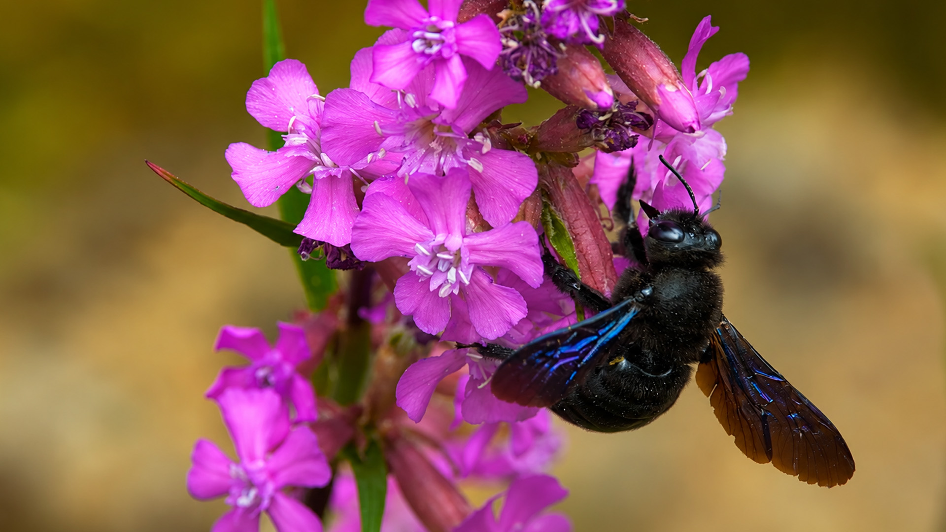 Tiny wildlife activity captured on a blooming forest flower
