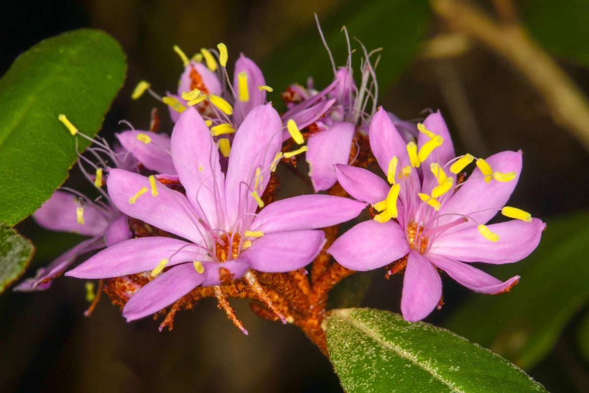 Phebalium banyabba