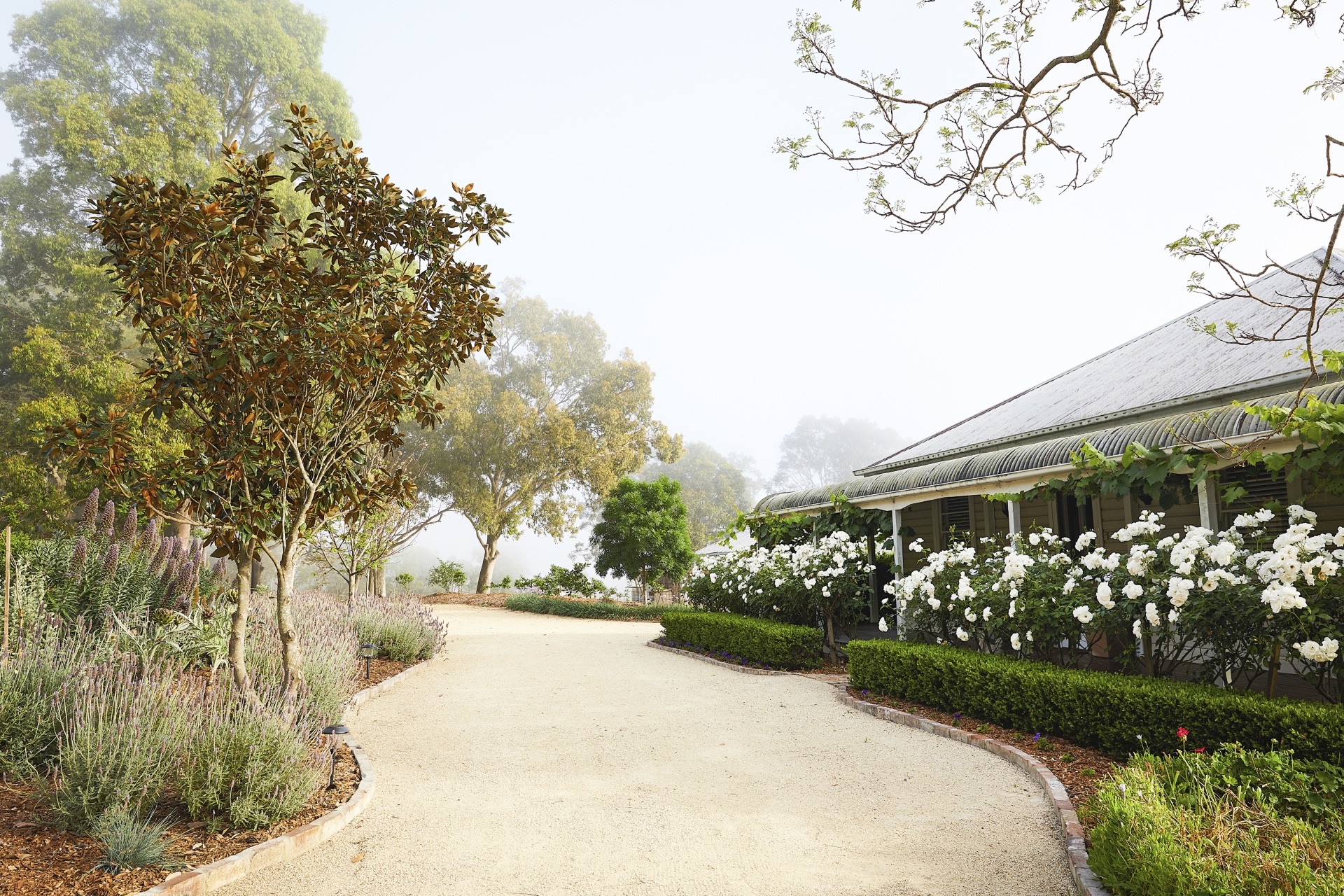 How to grow hedges (and maintain them effortlessly)