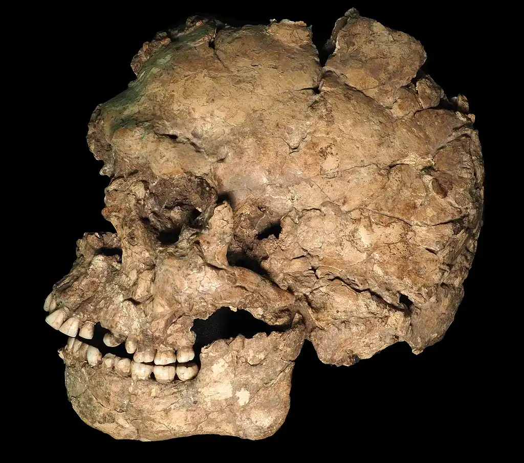 The skull and jaw of Qafzeh 25. Credit: Ana Pantoja et al.