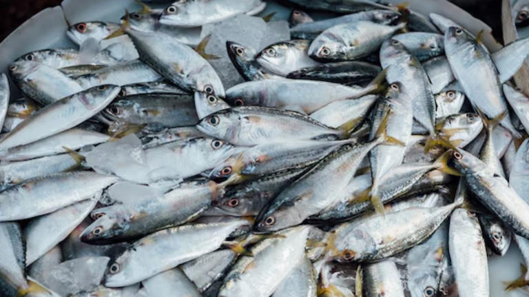 Are anchovies (nethili fish) healthy to eat? Expert shares who should ...