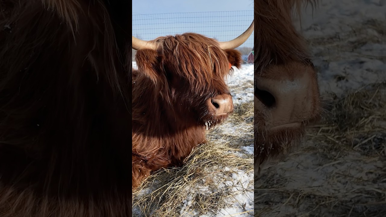 Experience the unique morning routine on a bustling Vermont farm