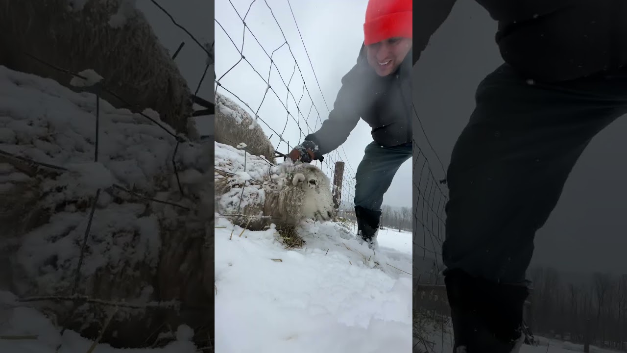 Saving a sheep trapped in a fence