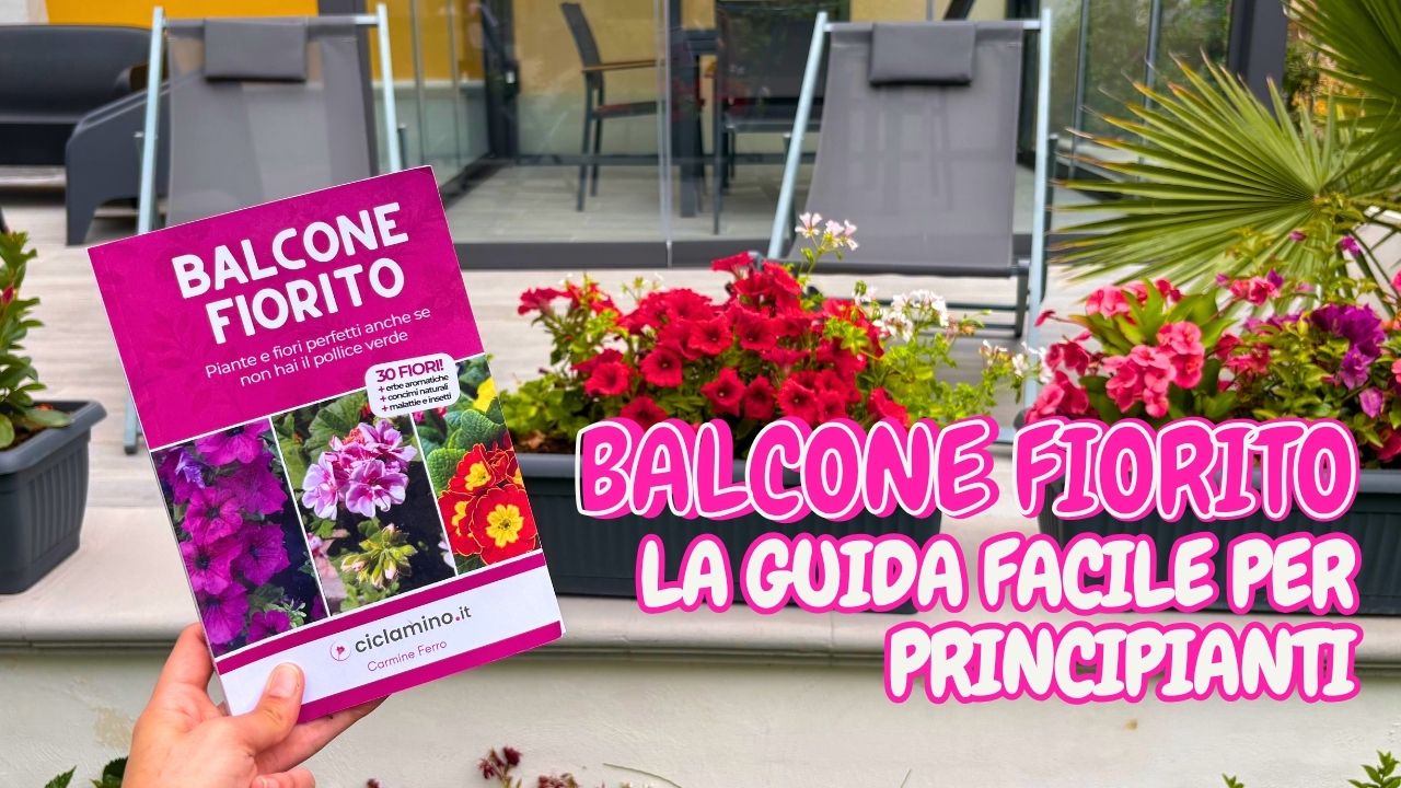 Come avere tante piante fiorite in balcone anche se non hai il pollice ...