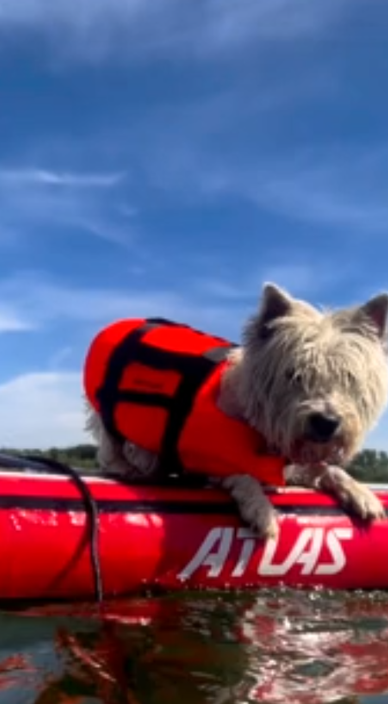 Little explorer puppy full of fun