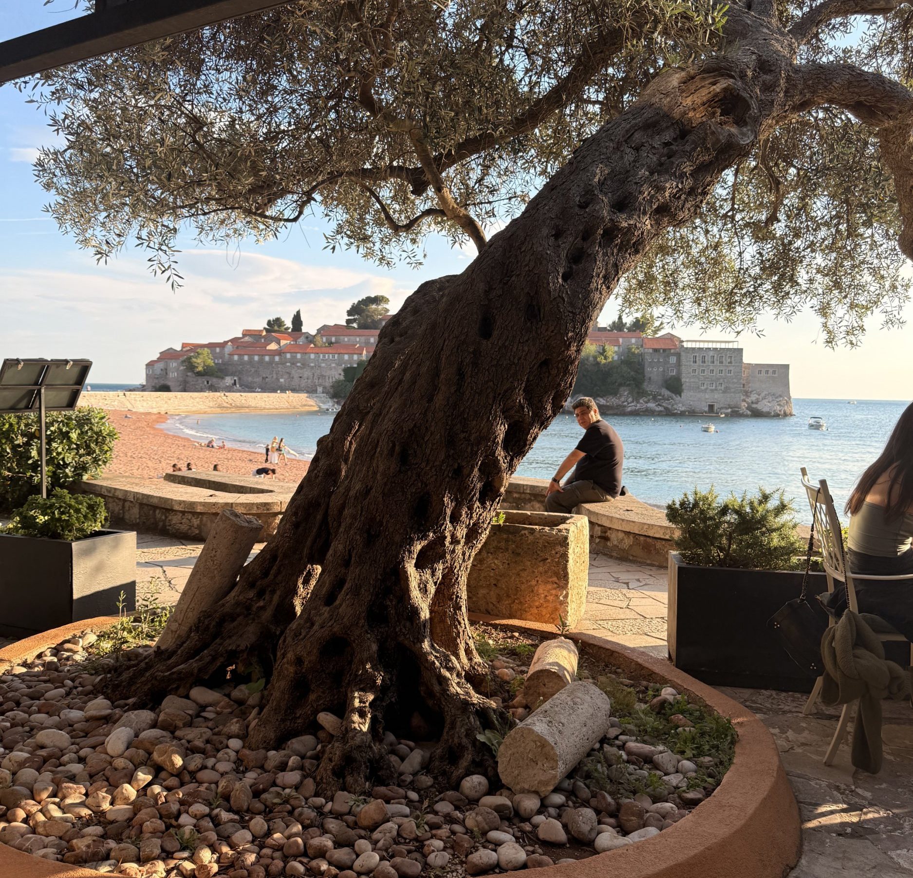 The view of an olive tree in front of Sveti Stefan from Olive restaurant