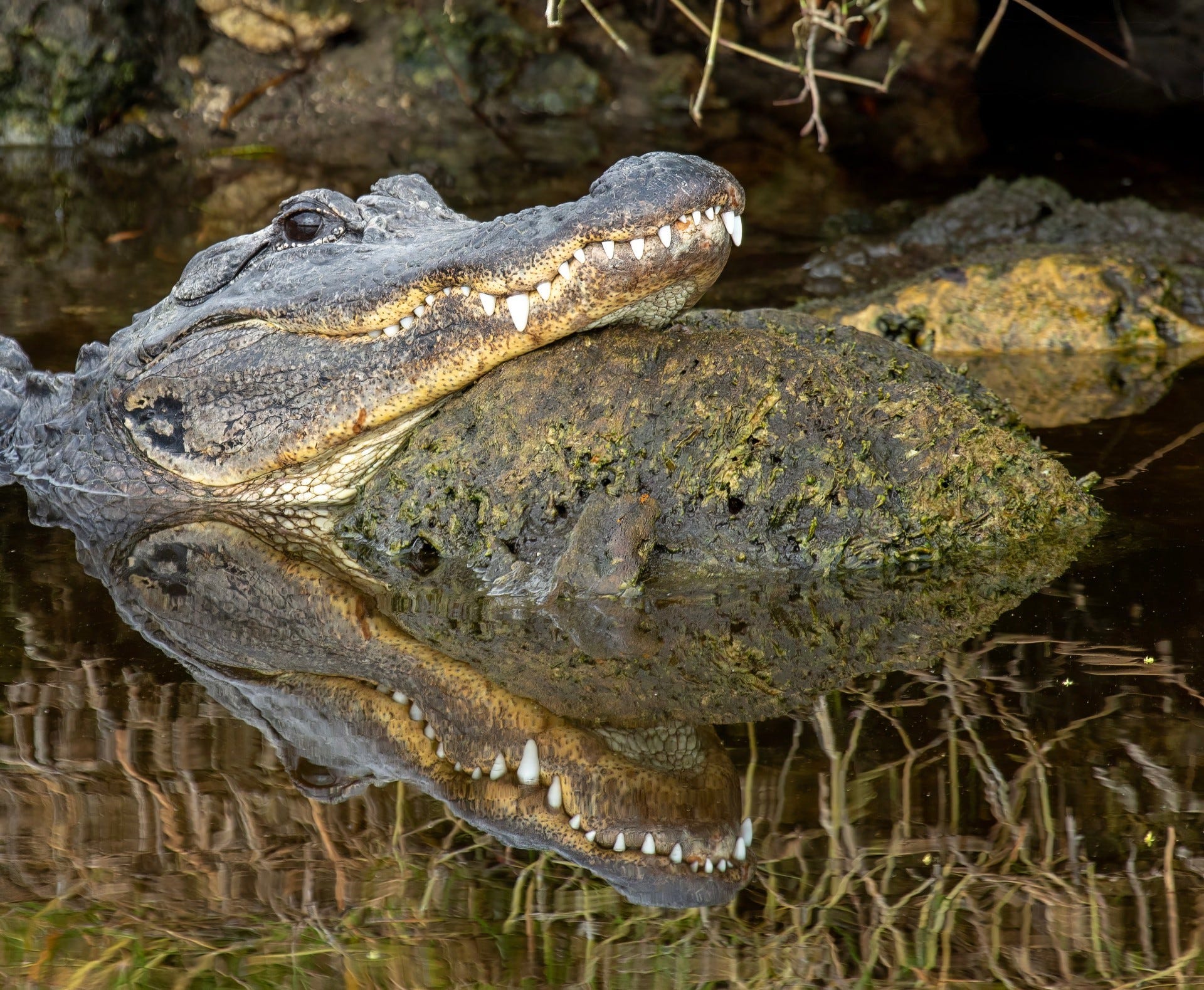 What led to 6 alligator attacks in Florida, including two fatalities?