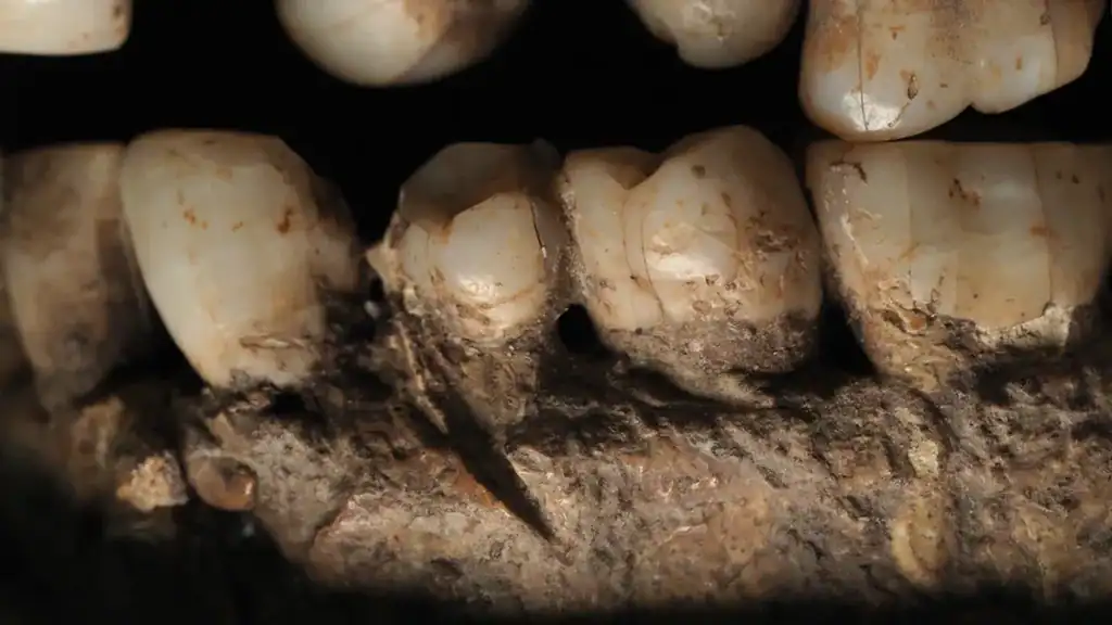 A close-up of the left side of the lower jaw, showing the cut mark. Credit: Ana Pantoja et al.
