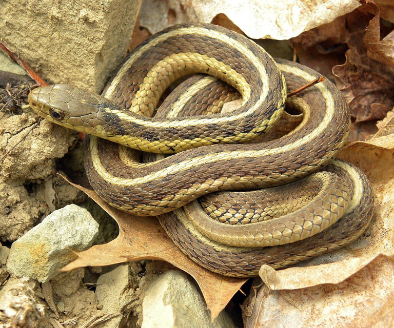 Beneficial snakes: Meet the quiet allies in your Florida landscape