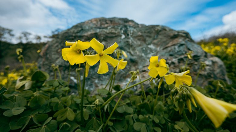 Yellow wildflowers bloom along the waters of Putah Creek, California
