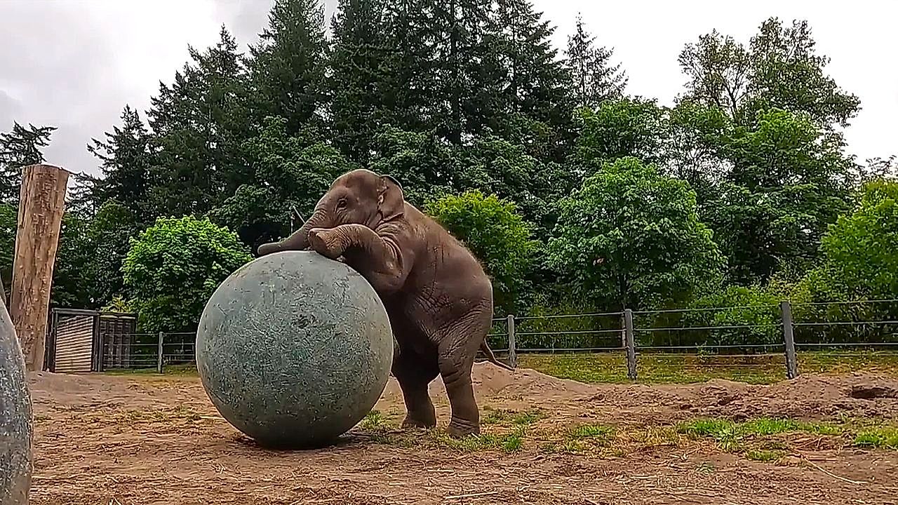 Young elephant Tula-Tu shows off her dribbling skills with giant new ball