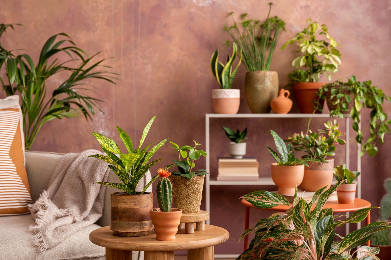 room cluttered with too many decorative house plants
