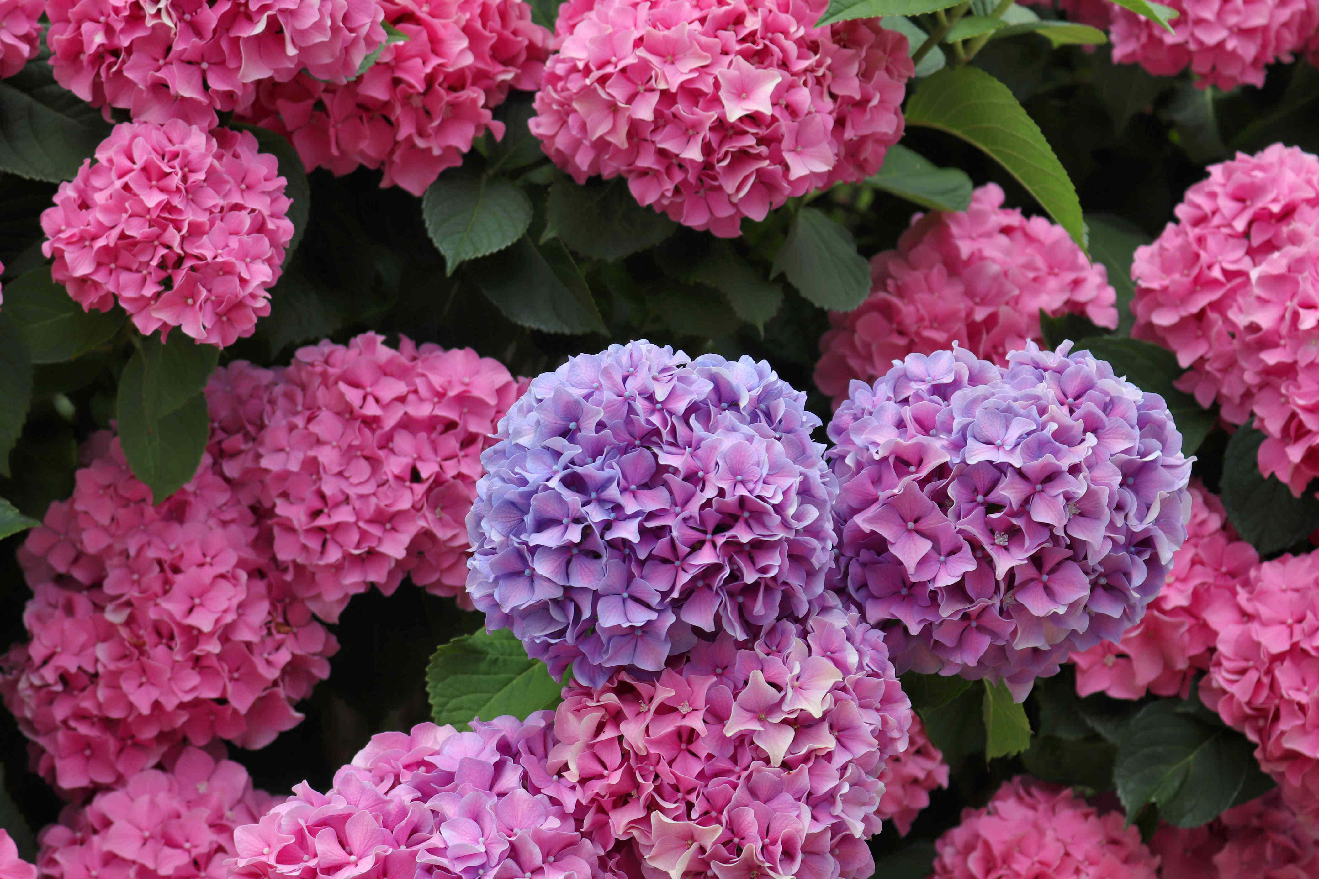 How often to water hydrangeas for the biggest, boldest blooms