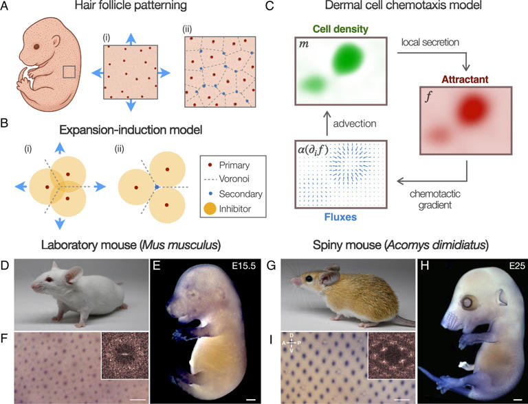 Scientists discover how natural hair patterns form without a blueprint