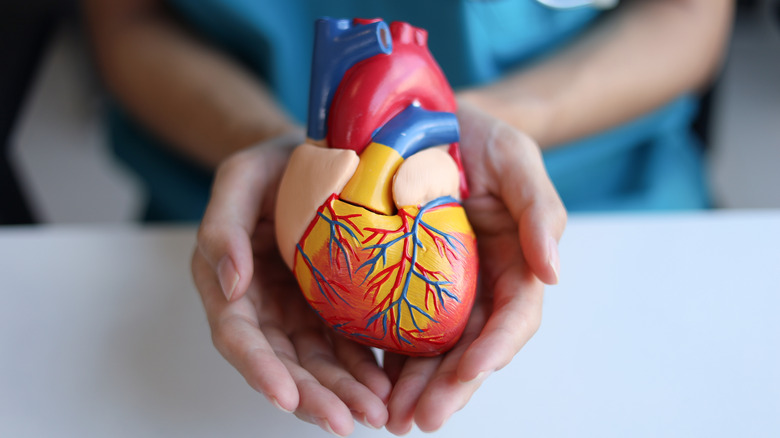 A person holding an anatomical model of a heart.