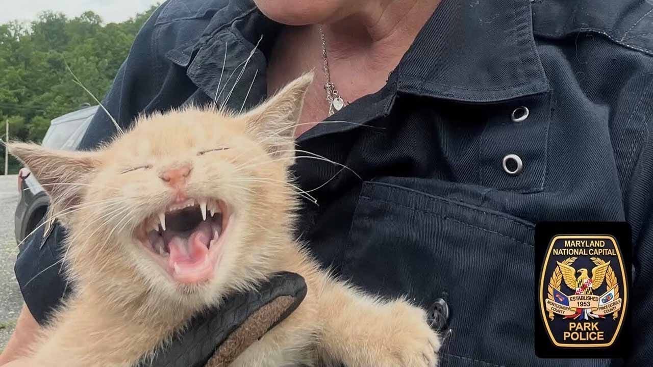 Kitten rescued after being thrown from moving vehicle on Woodrow Wilson ...