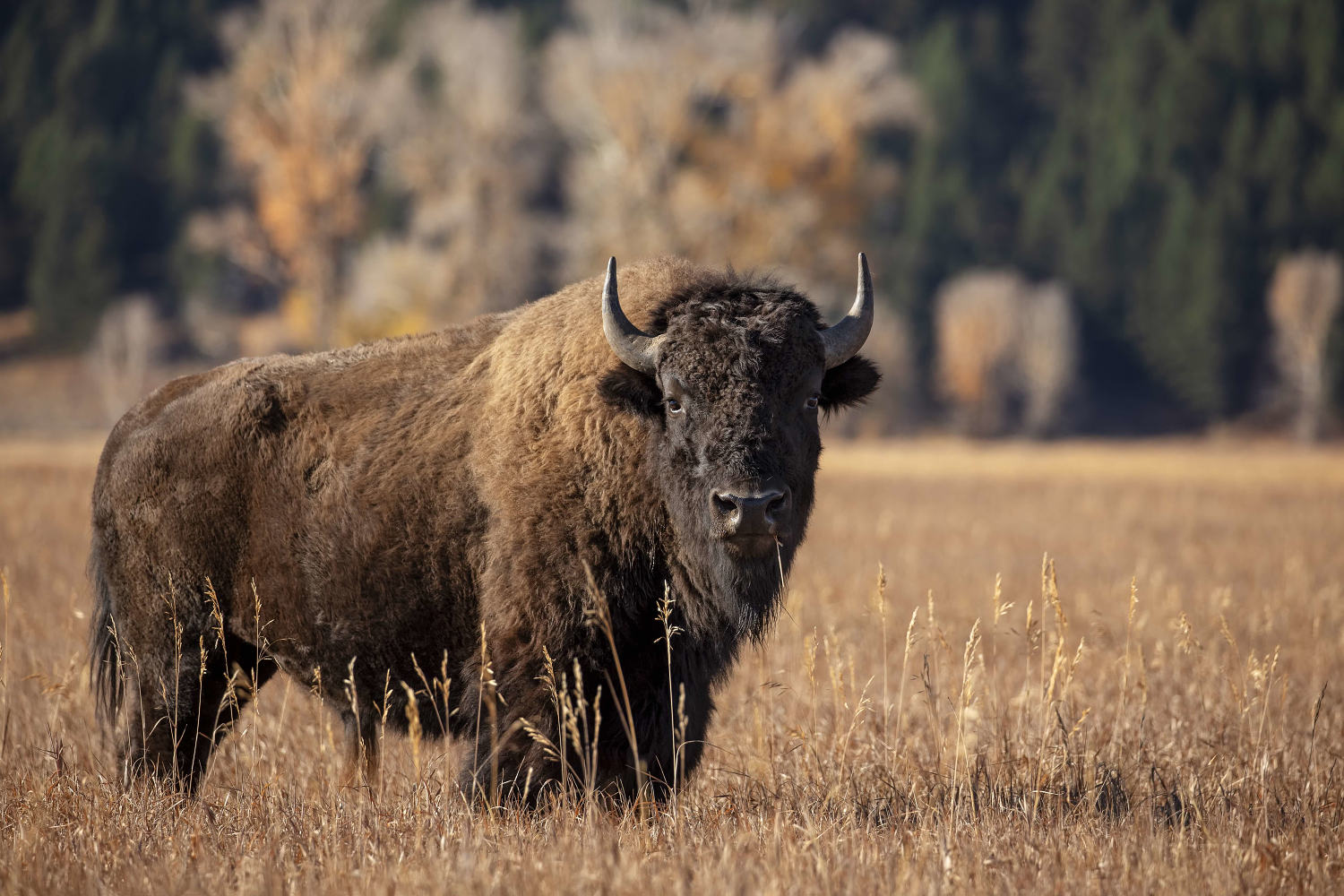 Bison. (Scott Suriano / Moment/Getty Images)