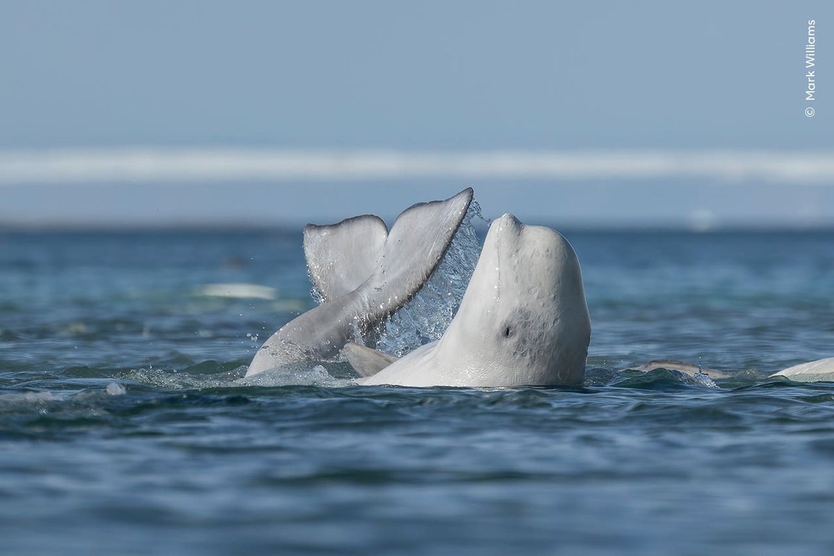 A beluga whale rubbing on a shallow river bottom to exfoliate its skin (Mark Williams, Wildlife Photographer of the Year/PA)