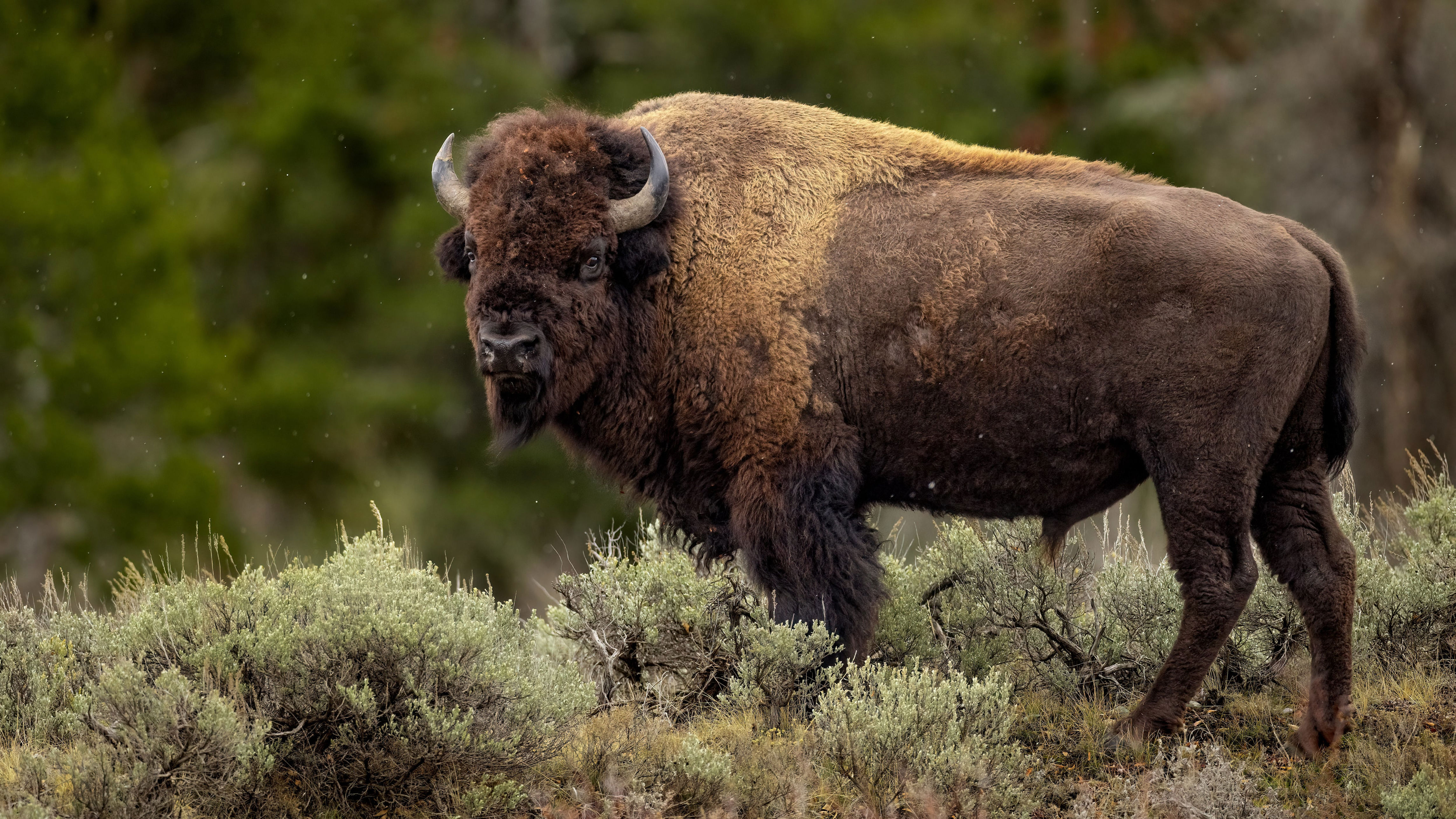 Bison attacks grandfather in Yellowstone, tossing him in air