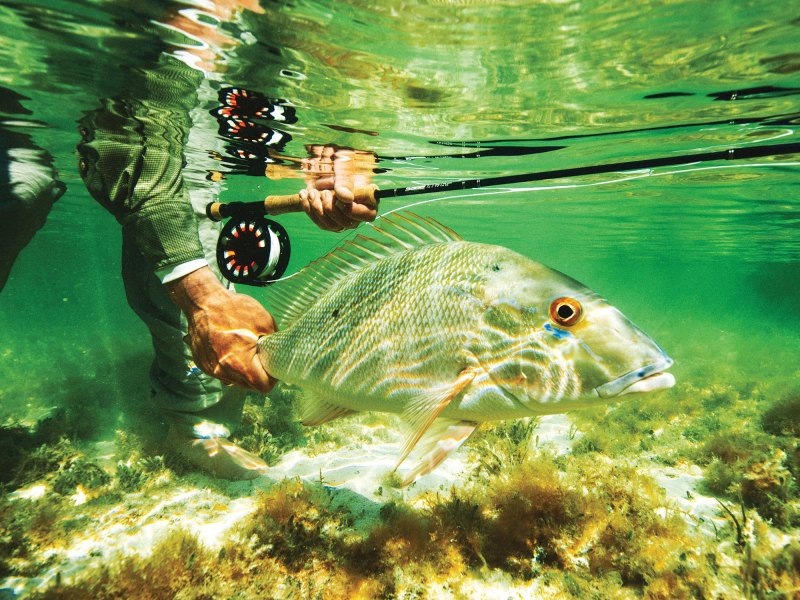 Targeting mutton snapper around Biscayne Bay