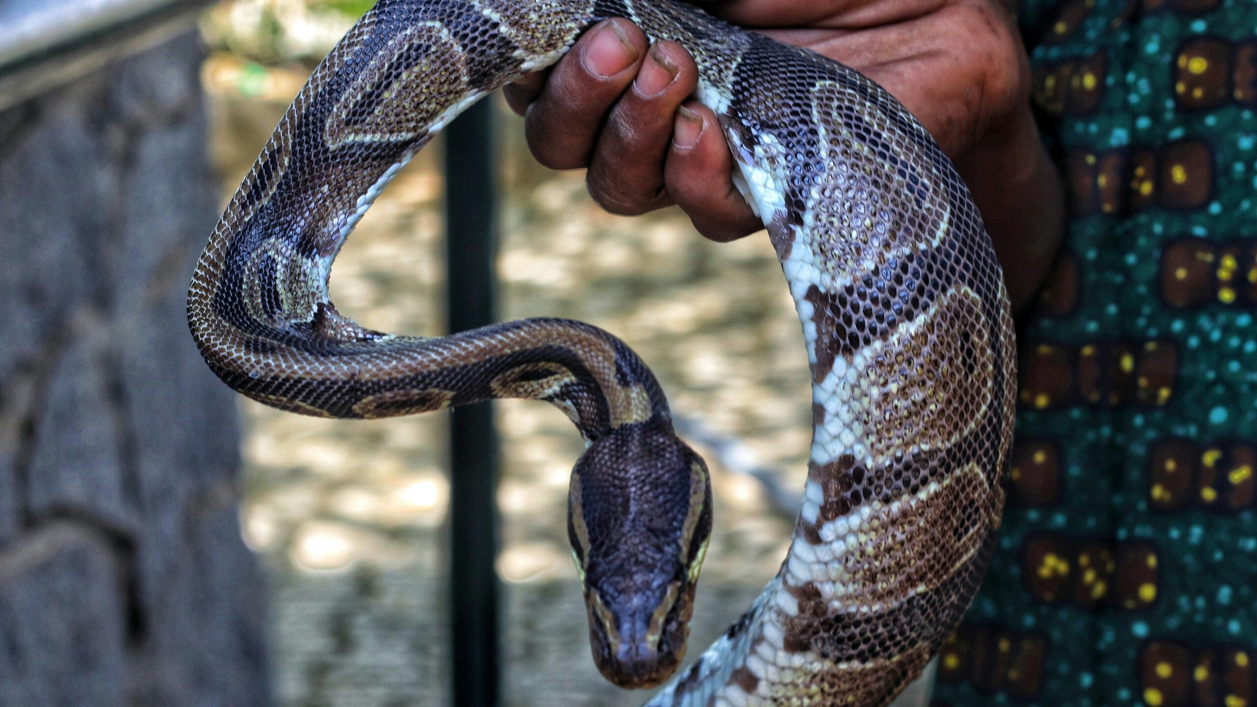 Invasive pythons have set up a new colony well beyond their old Everglades range