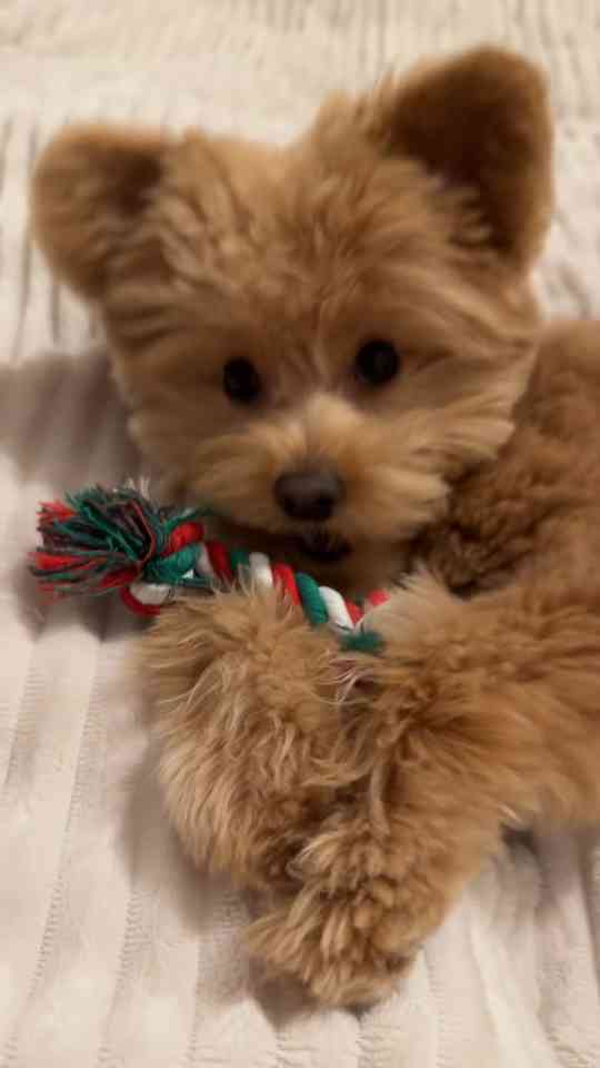 Barney the Pomapoo has fun with his favorite rope toy