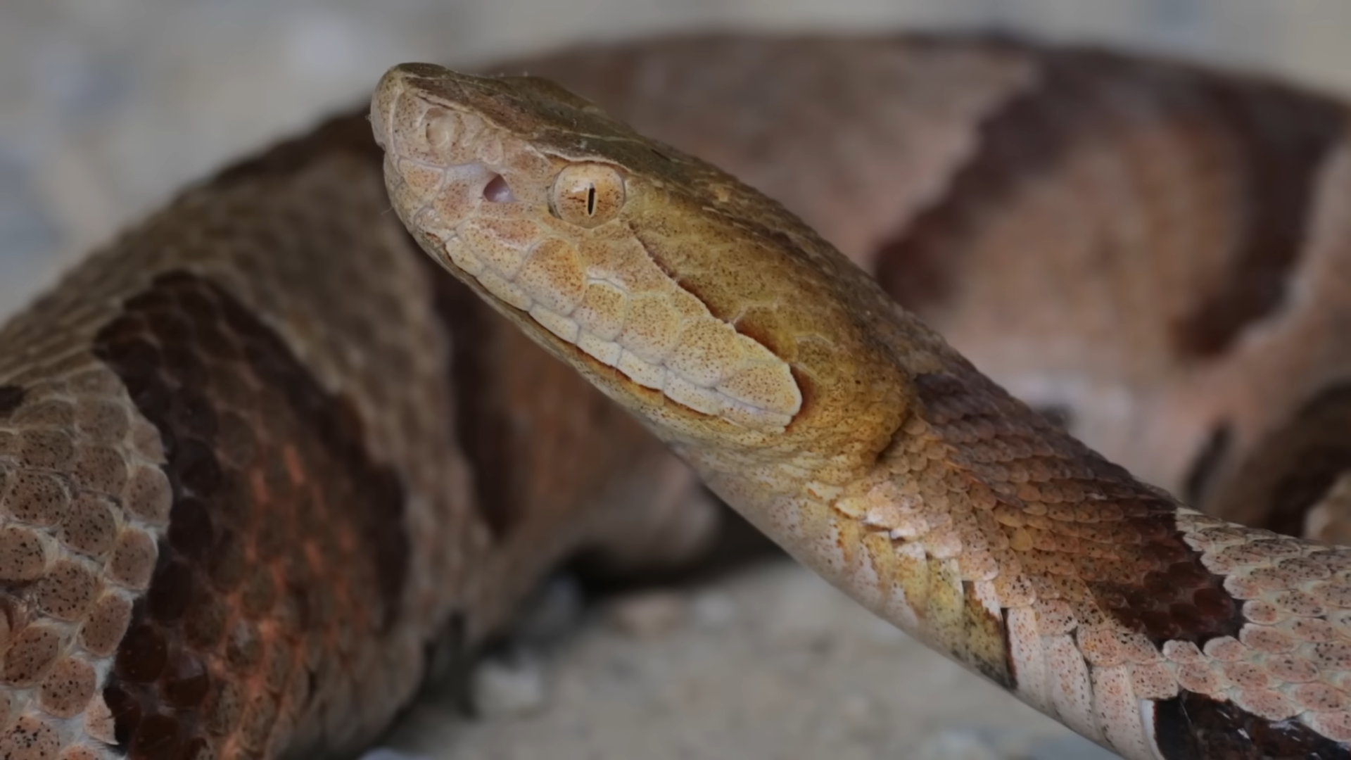900 snakes. 500,000 pythons. One ecological disaster.