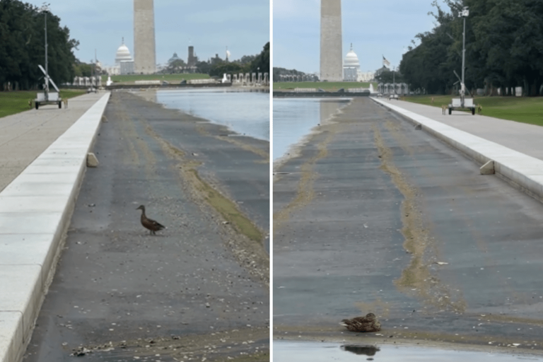 Lincoln Memorial pool gash mystery remains, even as pool drained again