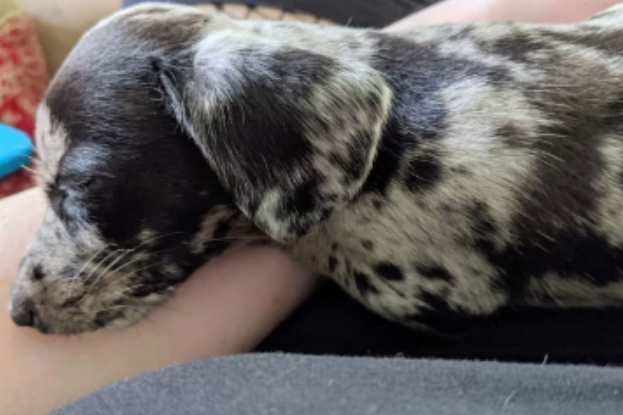 Dachshund mix puppy