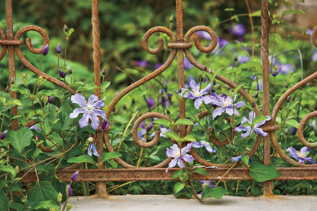 Plant Rambling Vines