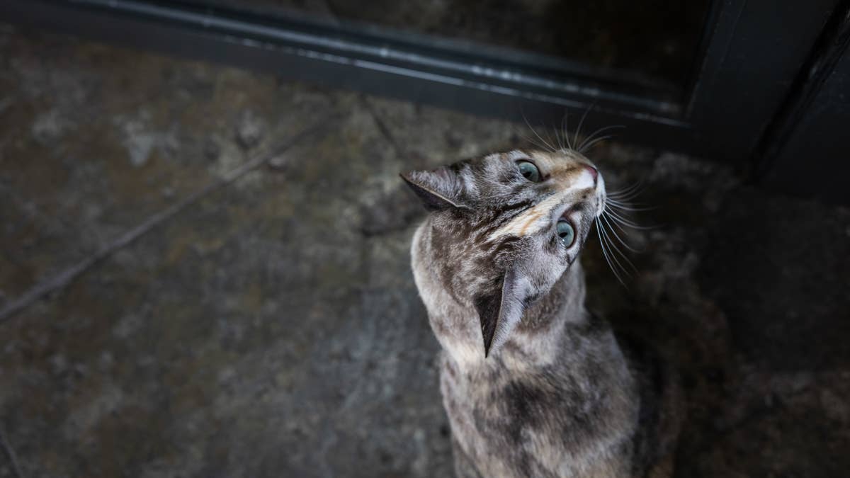 Feral cat visiting her baby in safe forever home is so bittersweet