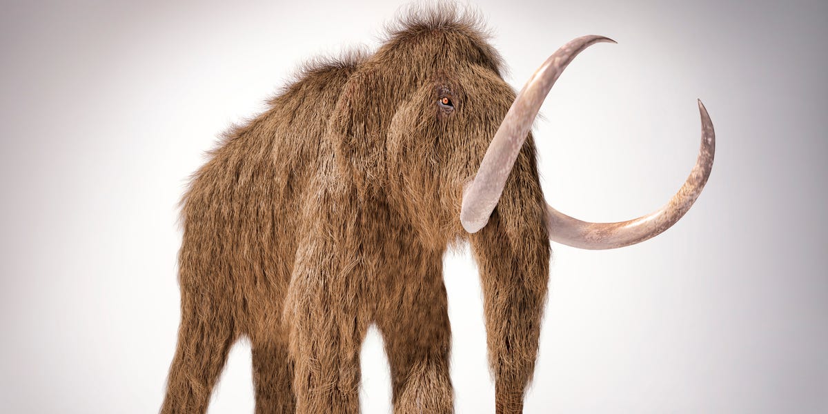 Early Americans Hunted Mega-Mammals to Extinction