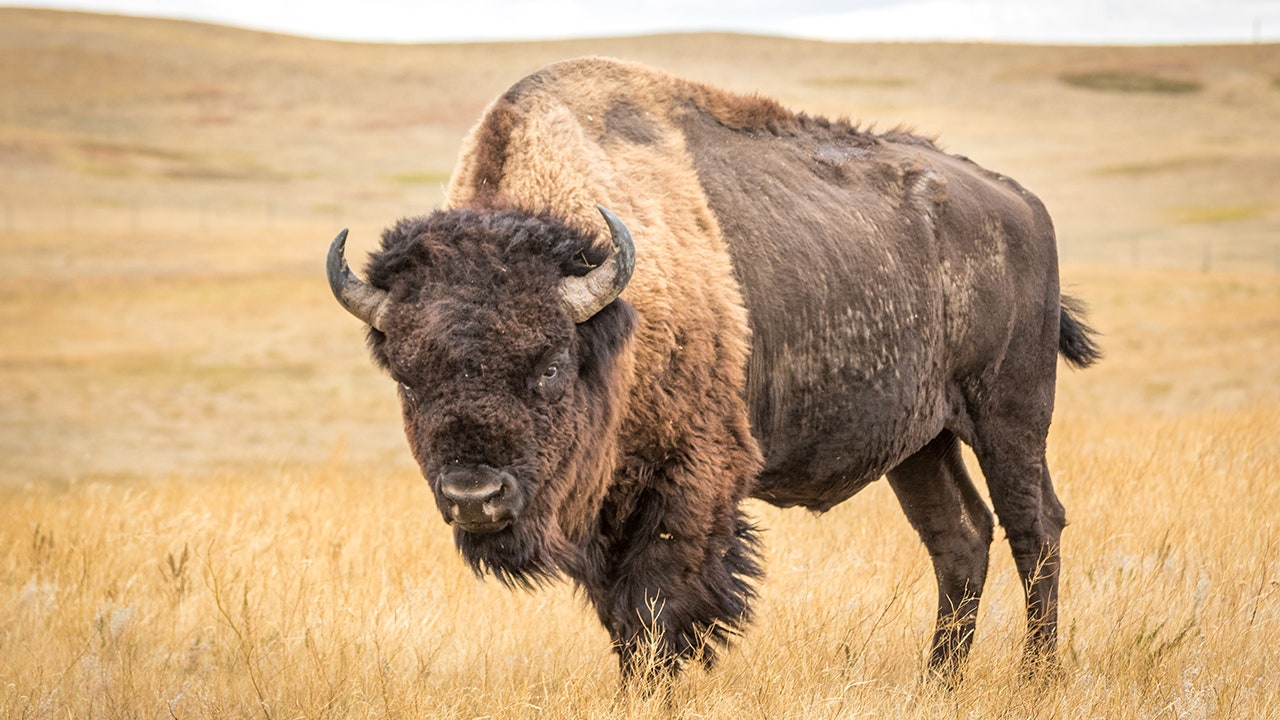 Woman risks being gored by bison for a selfie at Badlands National Park in shocking footage