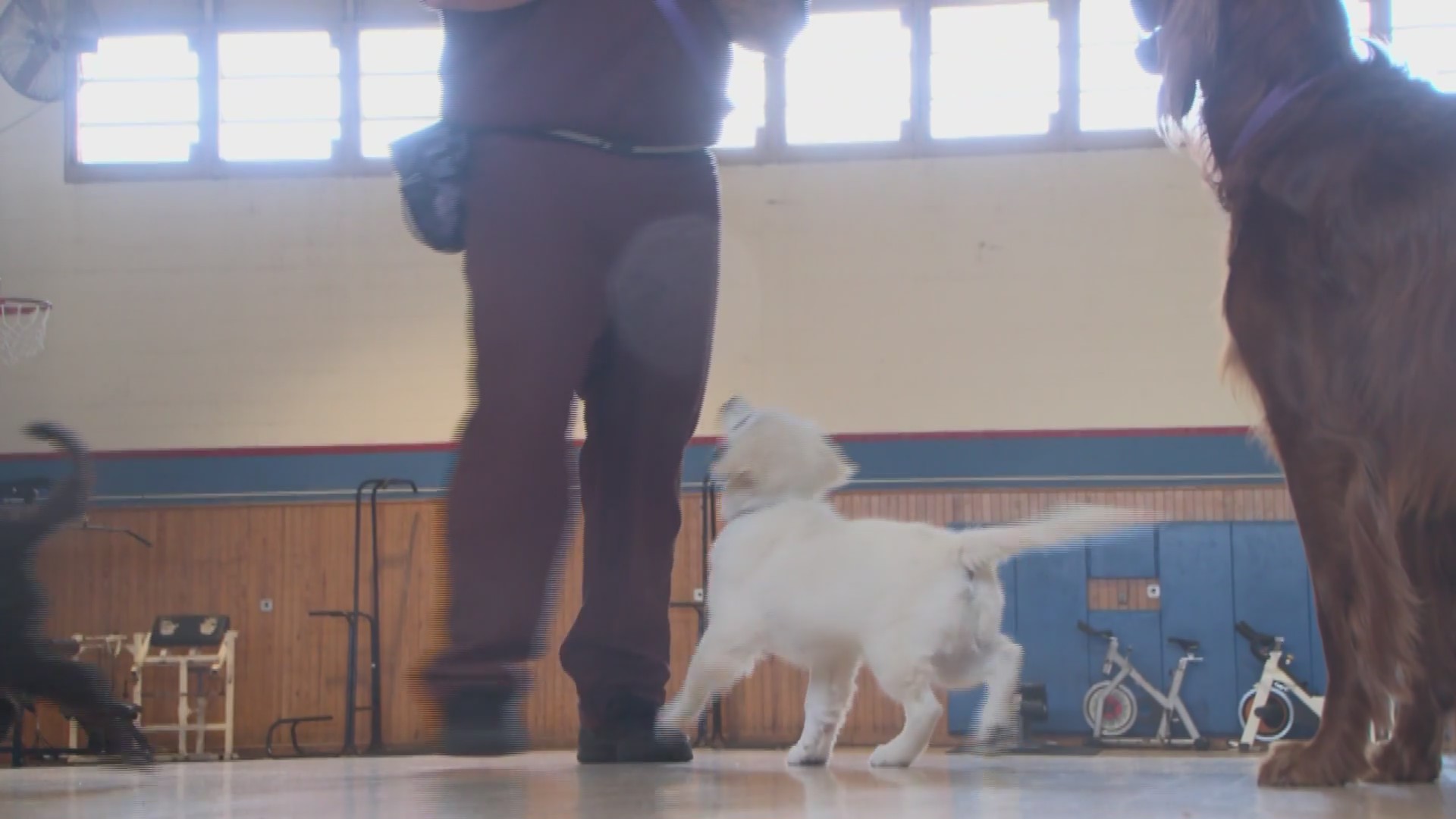 Dog training programs bring positivity to inmates | 28/22 News