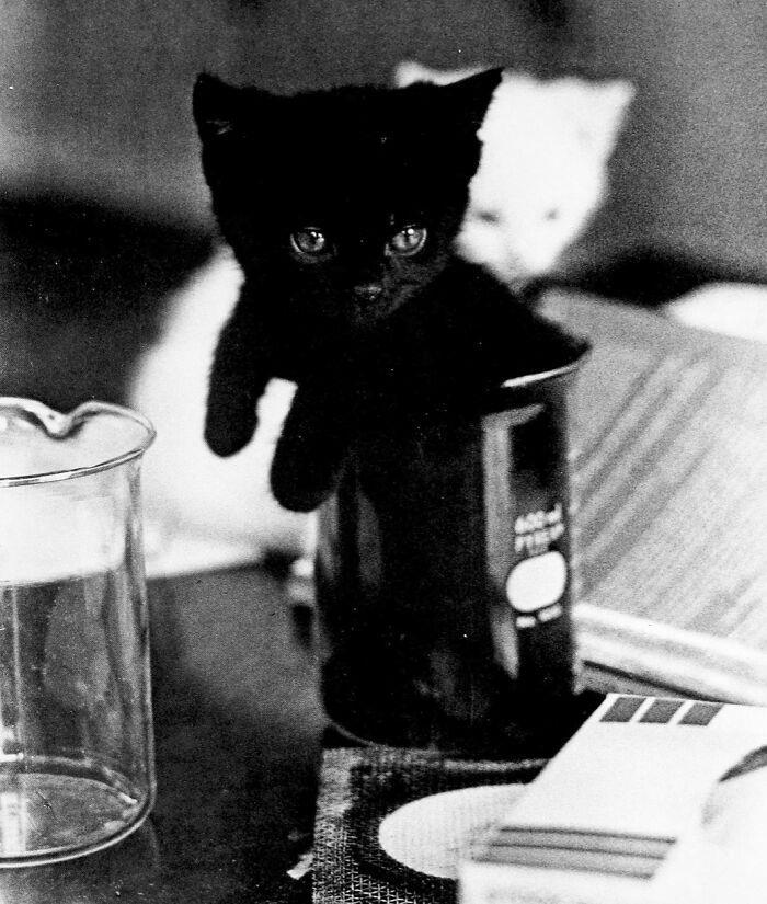 29 historic cat photos paired with their remarkable stories