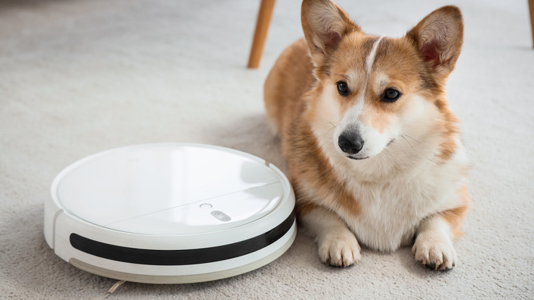 Cute Welsh Corgi dog and robot vacuum cleaner in room