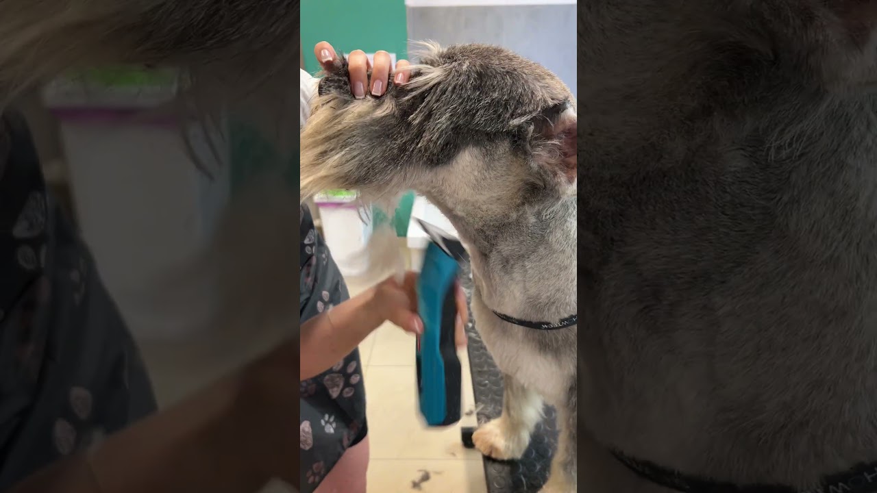 Miniature schnauzer grooming transformation: Before & after makeover!