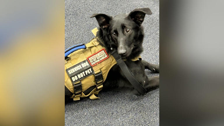 Body camera shows Cobb deputy shoot service dog running towards him ...