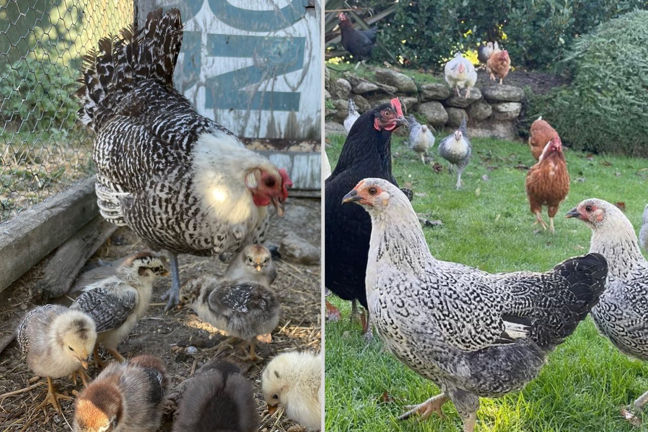 Chickens and chicks in a farm setting including different breeds in a natural outdoor area with visible greenery and fencing