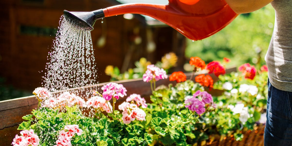 Heat Wave Gardening Dos and Don’ts