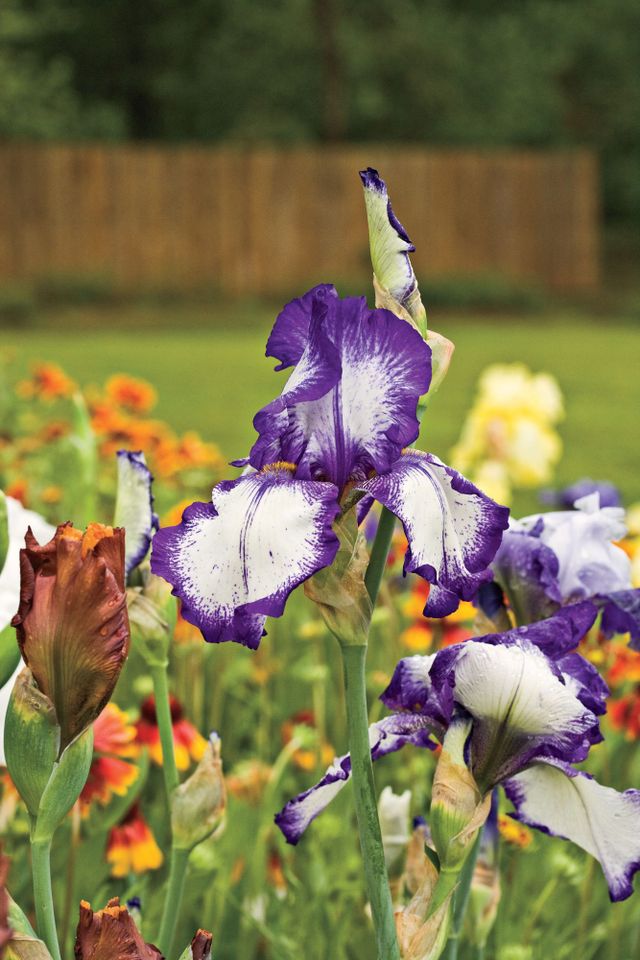 Enjoy Color Year-Round
